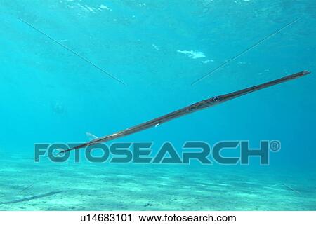 Cornetfish (Fistularia commersonii). Red Sea. View Large Photo Image Stock Image - Cornetfish (Fistularia commersonii). Red Sea.. Fotosearch