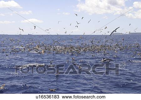 Cory's Shearwaters (Calonectris diomeda) feeding with Spotted Dolphin, (Stenella frontalis). Azores View Large Photo Image Stock Image - Cory's Shearwaters (Calonectris diomeda) feeding with Spotted Dolphin, (Stenella frontalis). Azores. Fotosearch