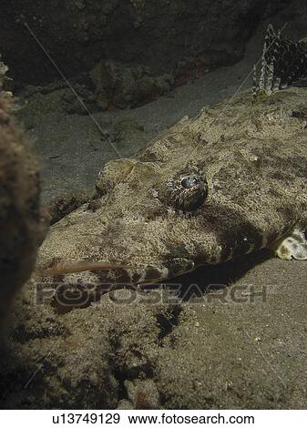 Crocodilefish (Papilloculiceps longiceps) relaxed against the sandy corals. Dahab. Red Sea. Egypt View Large Photo Image Stock Photo - Crocodilefish (Papilloculiceps longiceps) relaxed against the sandy corals. Dahab. Red Sea. Egypt . Fotosearch