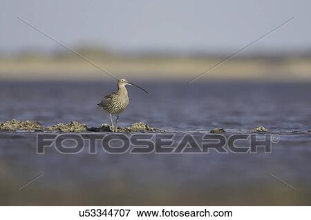 Stock Photo - Curlew (Numenius arquata) portrait in water. Angus, Scotland, UK. Fotosearch