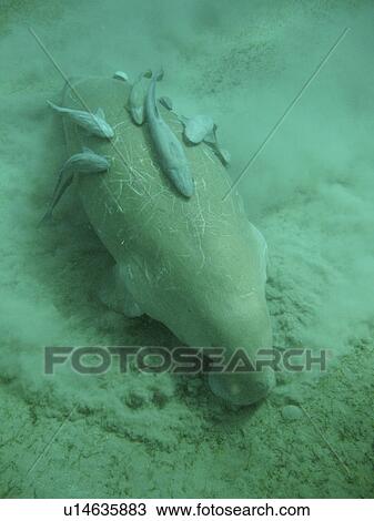 Dugong. Red Sea, Egypt. View Large Photo Image Stock Image - Dugong. Red Sea, Egypt.. Fotosearch