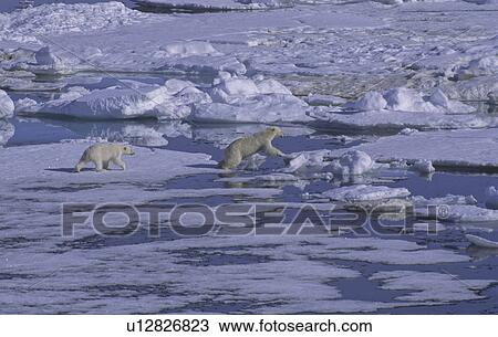 Stock Image - Female Polar Bear (Ursus Maritimus) with her cub walking on sea ice. North Spitsbergen, Svalbard. Fotosearch