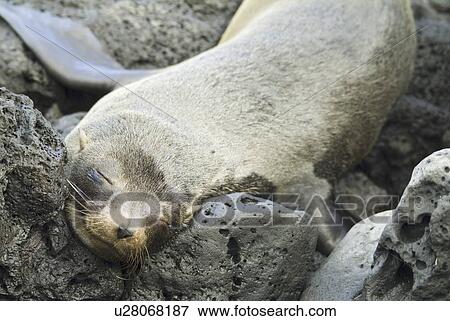 Stock Photo - Galapagos Fur Seal (Arctocephalus galapagoensis). Galapagos.. Fotosearch
