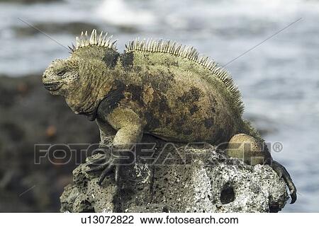 Stock Image - Galapagos marine iguana (Amblyrhynchus cristatus). Galapagos.. Fotosearch