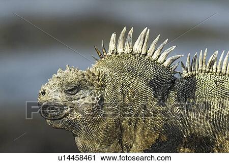 Stock Image - Galapagos marine iguana (Amblyrhynchus cristatus). Galapagos.. Fotosearch