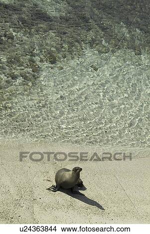 Picture - Galapagos Sea Lion (Zalophus californianus wollebacki). Galapagos.. Fotosearch
