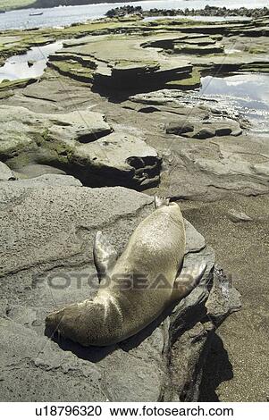 Galapagos Sea Lion (Zalophus californianus wollebacki). Galapagos. View Large Photo Image Stock Image - Galapagos Sea Lion (Zalophus californianus wollebacki). Galapagos.. Fotosearch