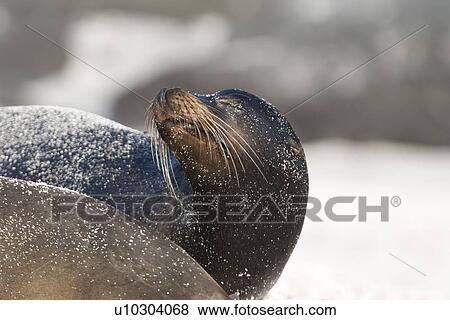 Galapagos sea lion (Zalophus wollebaeki) in Gardner Bay on Espanola Island in the Galapagos Island roup, Ecuador. Pacific Ocean. View Large Photo Image Stock Photo - Galapagos sea lion (Zalophus wollebaeki) in Gardner Bay on Espanola Island in the Galapagos Island roup, Ecuador. Pacific Ocean.. Fotosearch
