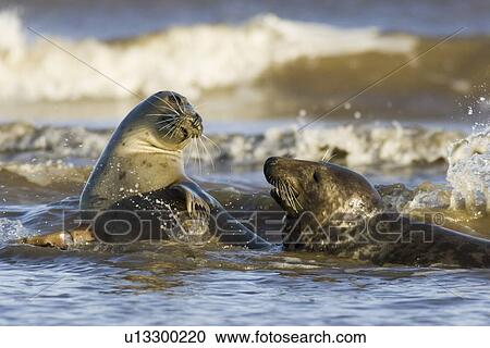 Grey Seal, Halichoerus grypus, female and male in sea, female resisting males advances to try and mate, Lincolnshire, UK View Large Photo Image Stock Image - Grey Seal, Halichoerus grypus, female and male in sea, female resisting males advances to try and mate, Lincolnshire, UK. Fotosearch