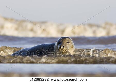 Stock Image - Grey Seal, Halichoerus grypus, in sea shallows, wave behind, Lincolnshire, UK. Fotosearch