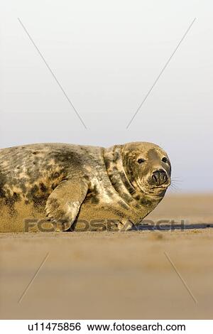Grey Seal, Halichoerus grypus, portrait lying on sandy beach, Lincolnshire, UK View Large Photo Image Stock Photograph - Grey Seal, Halichoerus grypus, portrait lying on sandy beach, Lincolnshire, UK. Fotosearch