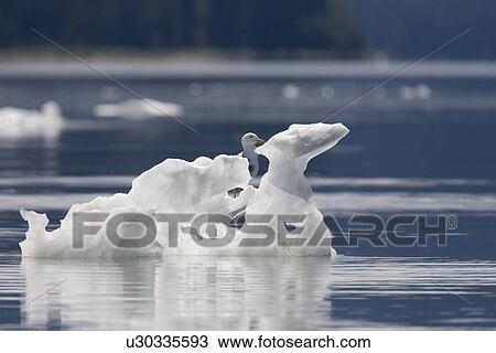 Gull standing on icebergs calved from the LeConte Glacier just outside Petersburg, Southeast Alaska, USA. Pacific Ocean. View Large Photo Image Stock Image - Gull standing on icebergs calved from the LeConte Glacier just outside Petersburg, Southeast Alaska, USA. Pacific Ocean.. Fotosearch