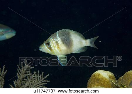 Stock Photo - Hamlet fish, mating. Caymans.. Fotosearch