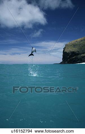 Hector's dolphins (Cephalorhynchus hectori) leaping in display. Mouth of Akaroa harbour, near Christchurch in New Zealand. View Large Photo Image Picture - Hector's dolphins (Cephalorhynchus hectori) leaping in display. Mouth of Akaroa harbour, near Christchurch in New Zealand.. Fotosearch