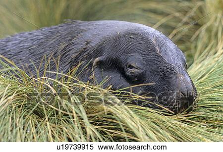Hooker's Sea Lion (Phocarctos Hookeri) lying amongst tussock. Campbell Island, Subantarctic New Zealand. View Large Photo Image Stock Photography - Hooker's Sea Lion (Phocarctos Hookeri) lying amongst tussock. Campbell Island, Subantarctic New Zealand.. Fotosearch