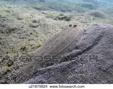 Picture - Leopard Flounder ( Bothus pantherinus) hiding on the sandy bottom. Red Sea. Egypt. Fotosearch