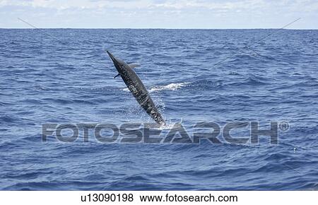 Stock Photo - Long snout Spinner dolphin (Stenella longirostris) spinning out of water, Drake Bay, Costa Rica. Fotosearch