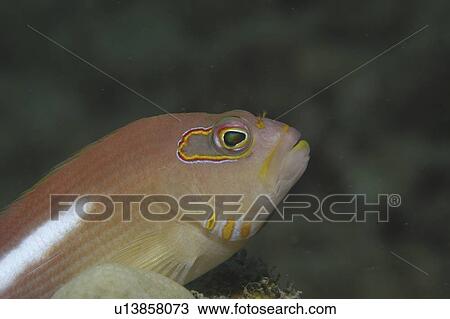 Stock Image - Masked Hawkfish (Paracirrhites arcuatus ), profile of head clearly showing mask around eyes, Tahiti, French Polynesia, Southern Pacific Ocean. Fotosearch
