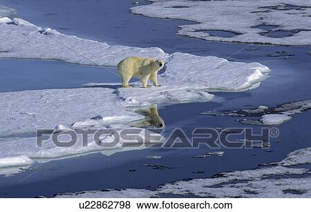 Stock Photo - Polar Bear (Ursus Maritimus) and its mirroring in a meltwater pond. North Spitsbergen, Svalbard. Fotosearch