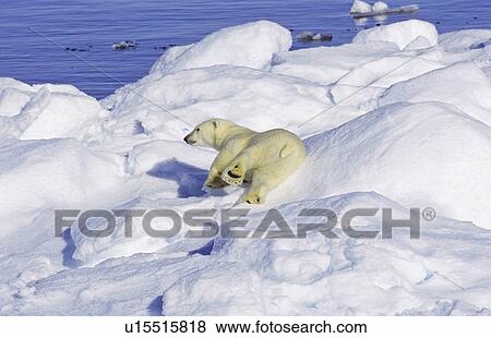 Stock Photo - Polar bear (Ursus maritimus) on an ice floe. Scoresbysund, East Greenland. Fotosearch
