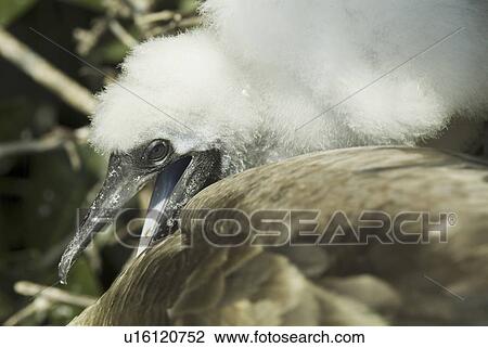 Stock Image - Red-footed booby (Sula sula). Galapagos.. Fotosearch