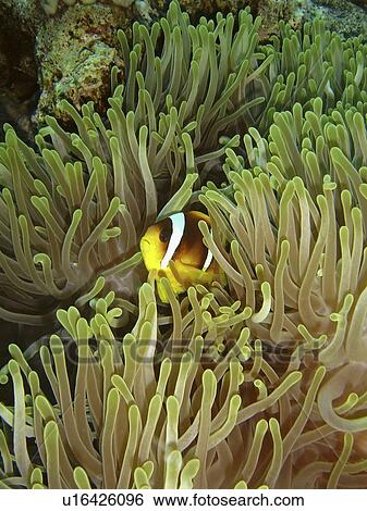 Red Sea anemone fish (Amphiprion bicinctus) in Magnificent anemone (Heteractis magnifica). Anemone City, Sharm El Sheikh, South Sinai, Red Sea, Egypt. View Large Photo Image Stock Photograph - Red Sea anemone fish (Amphiprion bicinctus) in Magnificent anemone (Heteractis magnifica). Anemone City, Sharm El Sheikh, South Sinai, Red Sea, Egypt.. Fotosearch