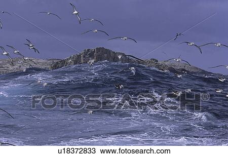 Stock Image - Salvin's Albatross (Diomedea Cauta Salvini) getting attracted by squid. Bounty Islands, Subantarctic New Zealand.. Fotosearch