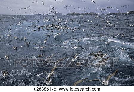 Stock Photography - Salvin's Albatross (Diomedea Cauta Salvini) getting attracted by squid. Bounty Islands, Subantarctic New Zealand . Fotosearch