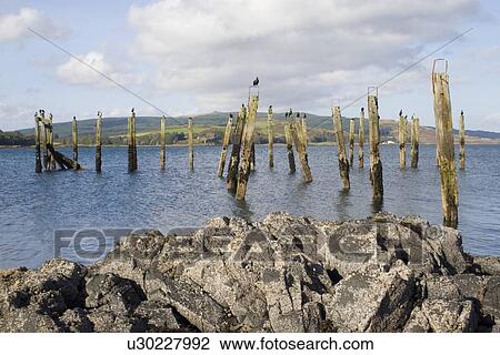 Stock Image - Shag (Phalacrocorax aristotelis) on old pier. Shags use the old pier at Salen. Isle of Mull, throughout the year from which to forage in the Sound of Mull. Hebrides, Scotland. Fotosearch