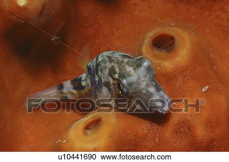 Sharpnoe Pufferfish (Canthigaster rostrata), resting on orange sponge, Cayman Islands, Caribbean View Large Photo Image Stock Image - Sharpnoe Pufferfish (Canthigaster rostrata), resting on orange sponge, Cayman Islands, Caribbean. Fotosearch