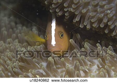 Stock Image - Skunk Anemonefish (Amphiprion sandaracinos), facing centre inside anemone's tentacles clearly showing stripe down head, Sipidan, Mabul, Malaysia.. Fotosearch