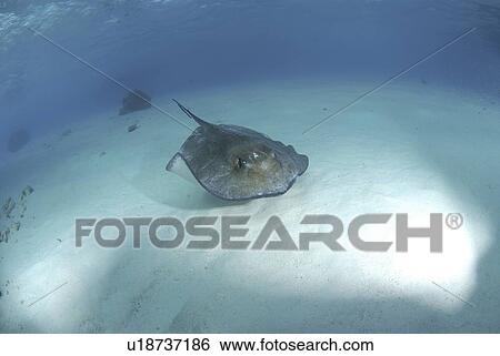 Stock Photograph - Southern Stingray (Dasyatis Americana), swimming over sandy seabed, Cayman Islands, Caribbean.. Fotosearch