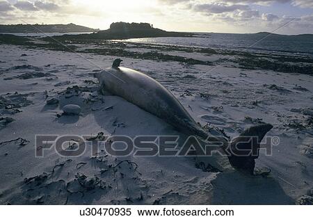 Stock Photography - Striped dolphin (Stenella coeruleoalba) washed up after a storm. Markings in the skin indicated it died in a fishing net. Scilly Isles, UK. Fotosearch