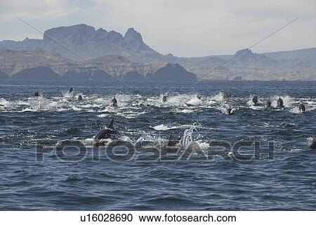 Stock Image - Super pod or large group of common dolphins. Baja, Mexico. Fotosearch