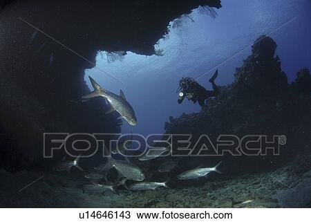 Stock Image - Tarpon (Megalops atlanticus), swimming nearby coral caverns with diver behind, Cayman Islands, Caribbean. Fotosearch