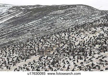 The largest Chinstrap penguin (Pygoscelis Antarctica) colony known, Deception Island, Antarctic Peninsula View Large Photo Image Stock Image - The largest Chinstrap penguin (Pygoscelis Antarctica) colony known, Deception Island, Antarctic Peninsula. Fotosearch