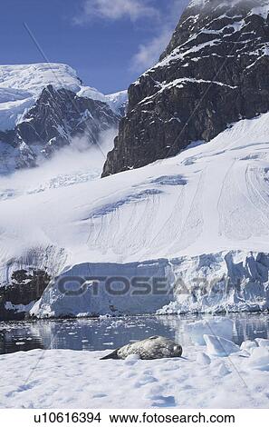 Weddell seal (Leptonychotes weddelli) resting on ice floe, Paradise Bay, Antarctic Peninsula View Large Photo Image Picture - Weddell seal (Leptonychotes weddelli) resting on ice floe, Paradise Bay, Antarctic Peninsula. Fotosearch