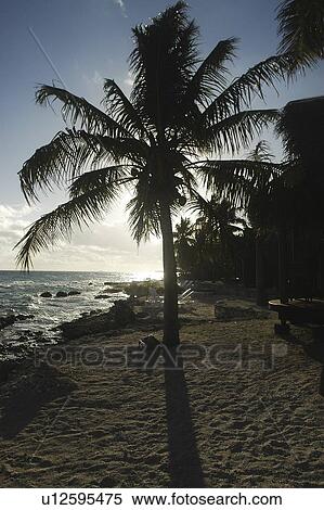 Beach and palmtrees on Raiatia, French Polynesia, Southern Pacific Ocean View Large Photo Image Stock Photography - Beach and palmtrees on Raiatia, French Polynesia, Southern Pacific Ocean. Fotosearch