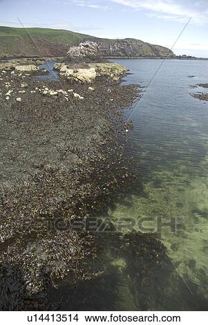 Picture - View to St Abbs Head from St Abbs Harbour showing clear water, rocks and seaweeds, St Abbs, Scotland, UK North Sea. Fotosearch