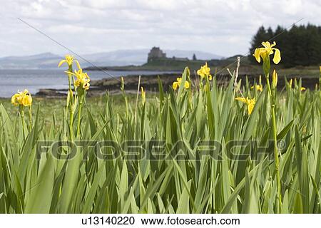 Stock Image - Wild iris (Iris pseuadcorus). Hebrides, Scotland.. Fotosearch