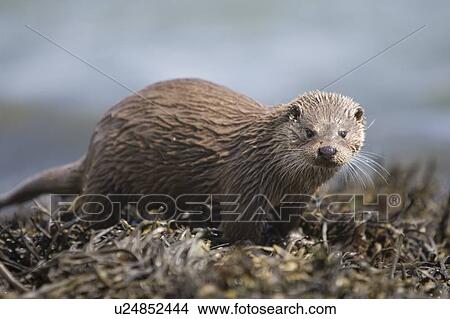 Eurasian river otter (Lutra lutra) in the marine environment to which they have adapted so successfully. Hebrides, Scotland. View Large Photo Image Picture - Eurasian river otter (Lutra lutra) in the marine environment to which they have adapted so successfully. Hebrides, Scotland.. Fotosearch
