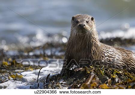 Stock Photograph - Eurasian river otter (Lutra lutra) in the marine environment to which they have adapted so successfully. Hebrides, Scotland.. Fotosearch