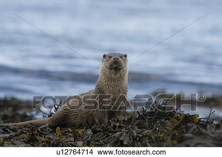 Picture - Eurasian river otter (Lutra lutra). With her only cub nearby, this mother is displaying great alertness. Hebrides, Scotland. Fotosearch