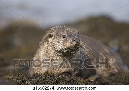 Picture - Eurasian river otter (Lutra lutra) resting in the seaweed and rocks. Otters spend a great deal of time resting, usually close to the water's edge or on rocks just offshore. This time is spent sleeping and preening fur etc. Notice the recent injuries su. Fotosearch