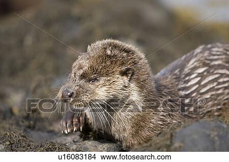 Picture - Eurasian river otter (Lutra lutra) resting in the seaweed and rocks. Otters spend a great deal of time resting, usually close to the water's edge or on rocks just offshore. This time is spent sleeping and preening fur etc. Notice the recent injuries su. Fotosearch