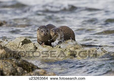 Eurasian river otter (Lutra lutra) mother eating fish with cub closeby. The cub tried unsuccessfully to obtain some of its mother's catch. Hebrides, Scotland View Large Photo Image Picture - Eurasian river otter (Lutra lutra) mother eating fish with cub closeby. The cub tried unsuccessfully to obtain some of its mother's catch. Hebrides, Scotland. Fotosearch