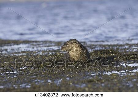 Eurasian river otter (Lutra lutra). Otters in western Scotland have adapted well to life in a marine environment, though proximity to sources of fresh water is essential. Hebrides, Scotland View Large Photo Image Stock Image - Eurasian river otter (Lutra lutra). Otters in western Scotland have adapted well to life in a marine environment, though proximity to sources of fresh water is essential. Hebrides, Scotland. Fotosearch