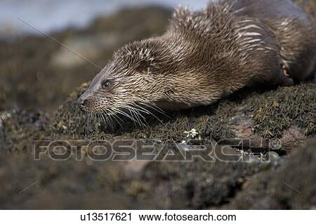 Stock Image - Eurasian river otter (Lutra lutra) resting in the seaweed and rocks. Otters spend a great deal of time resting, usually close to the water's edge or on rocks just offshore. This time is spent sleeping and preening fur etc. Notice the recent injuries su. Fotosearch