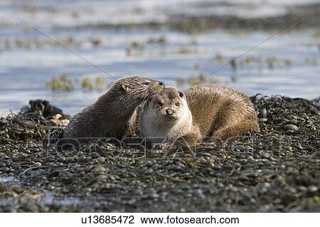 Eurasian river otter (Lutra lutra). Hebrides, Scotland. View Large Photo Image Stock Image - Eurasian river otter (Lutra lutra). Hebrides, Scotland.. Fotosearch