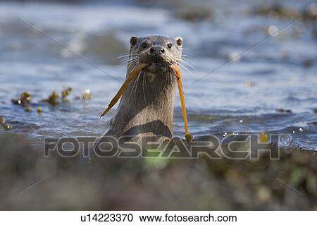 Stock Image - Eurasian river otter (Lutra lutra) catching and eating snake pipefish (Entelerus aequoreus). Hebrides, Scotland.. Fotosearch